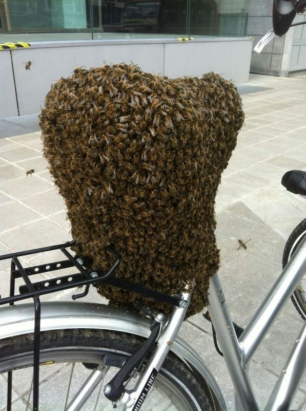 Bienen finden Fahrrad süß « Fahrradkiste Nürnberg